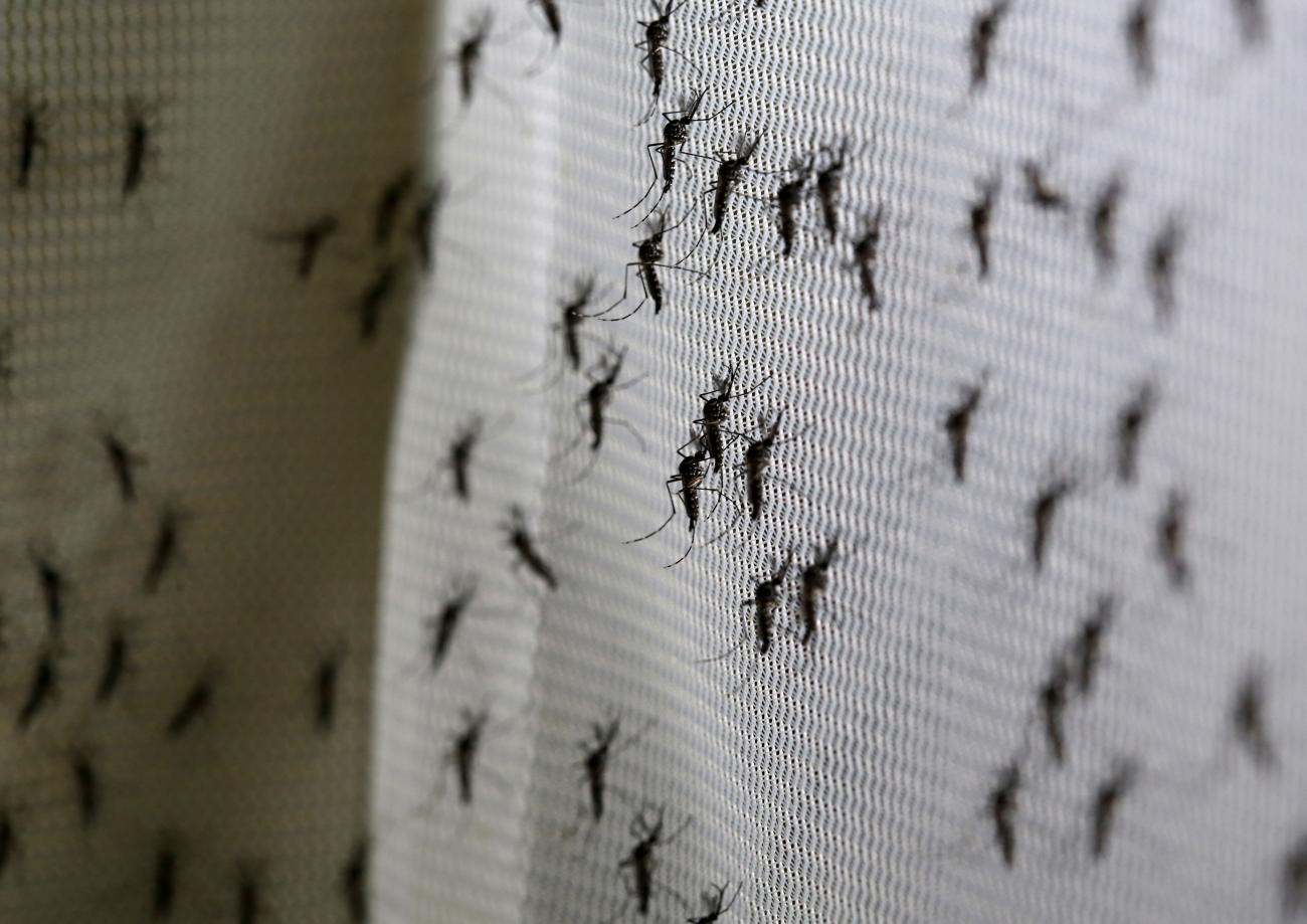 Genetically modified male Aedes aegypti mosquitoes
