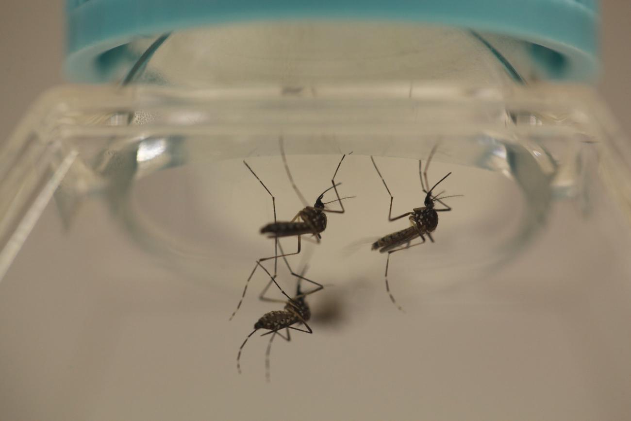 Three mosquitoes being held in a clear container with a light blue lid.