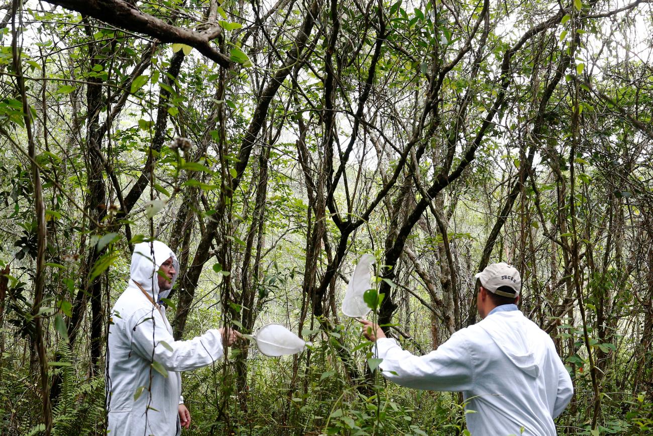 State Endemics Control health agents collect samples of mosquitoes