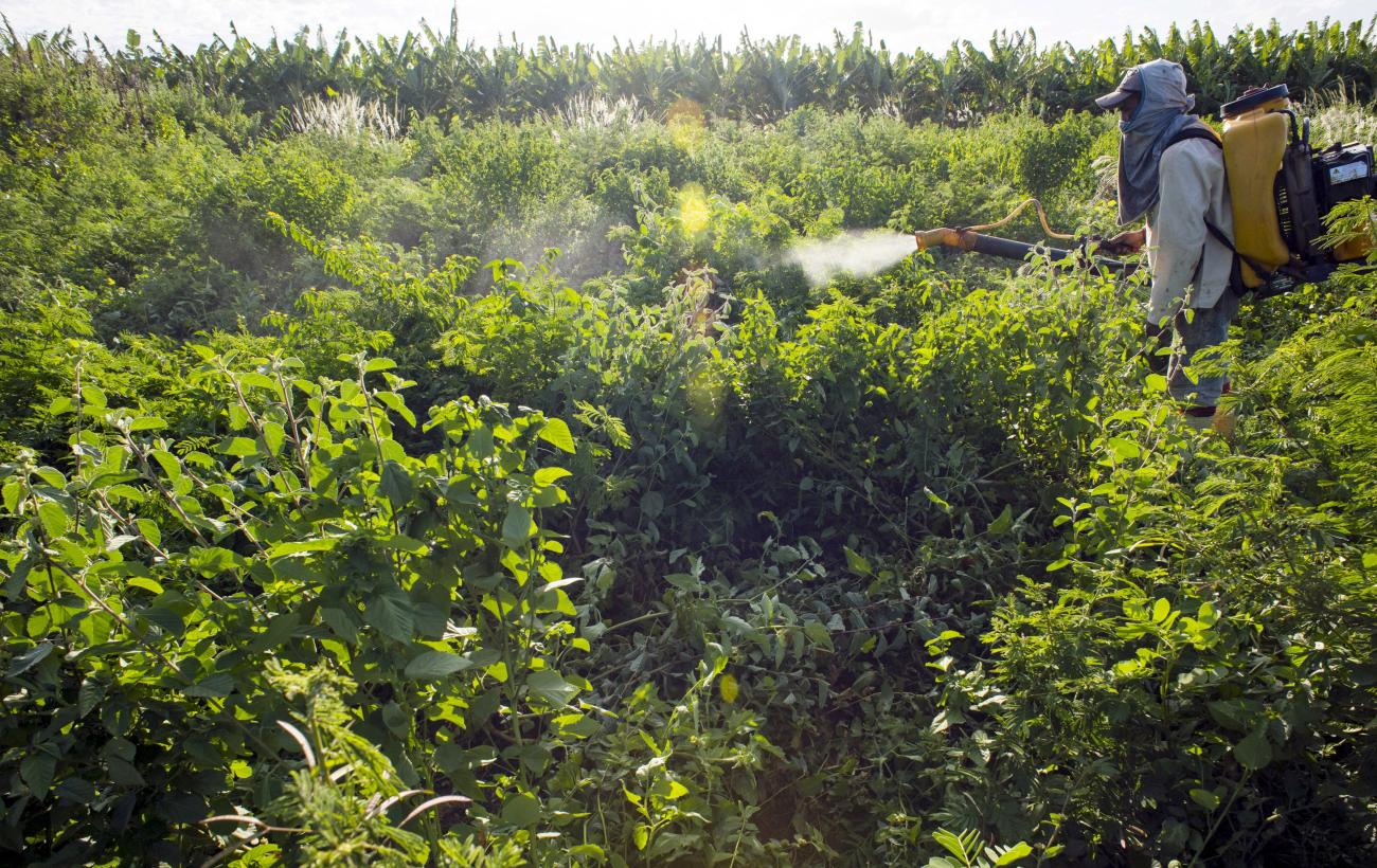 A worker fumigates with insecticide at a small farm in Limoeiro do Norte.