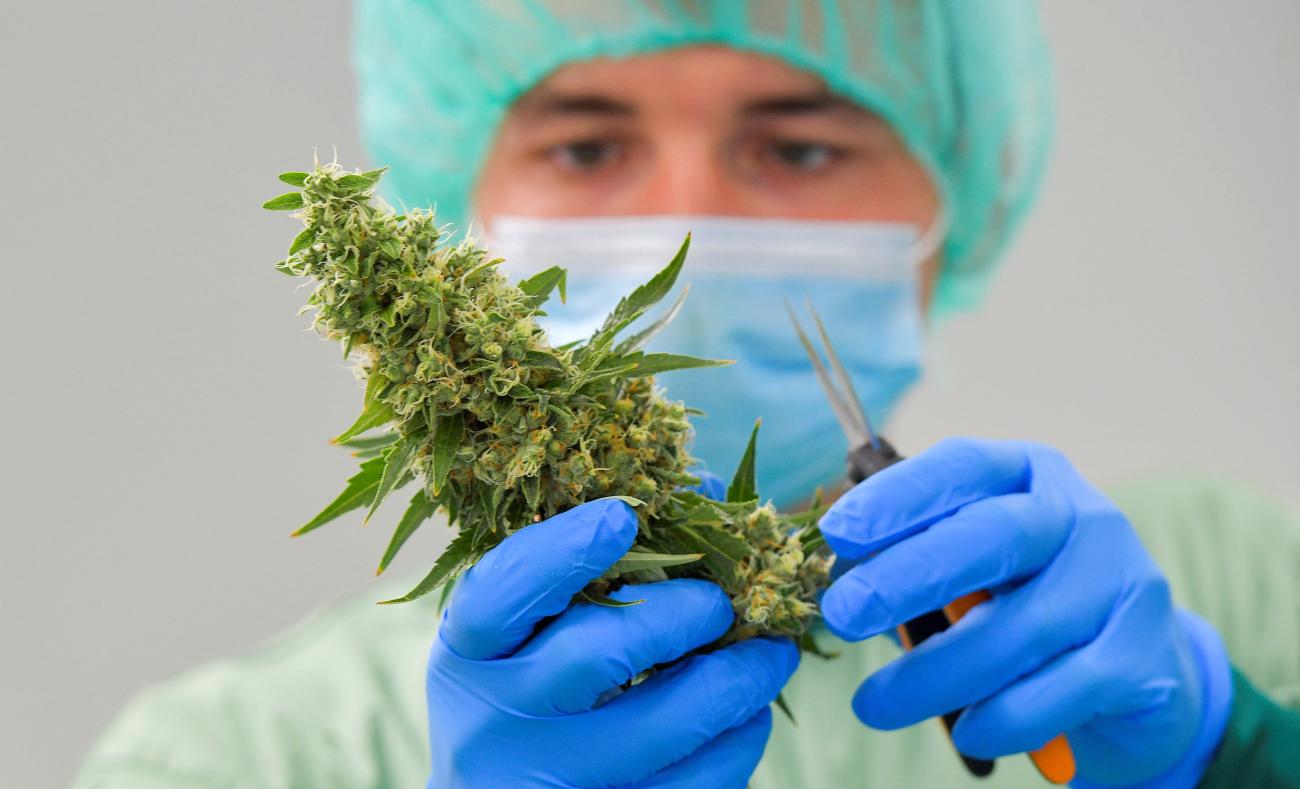 An employee processes a cannabis plant at Demecan.