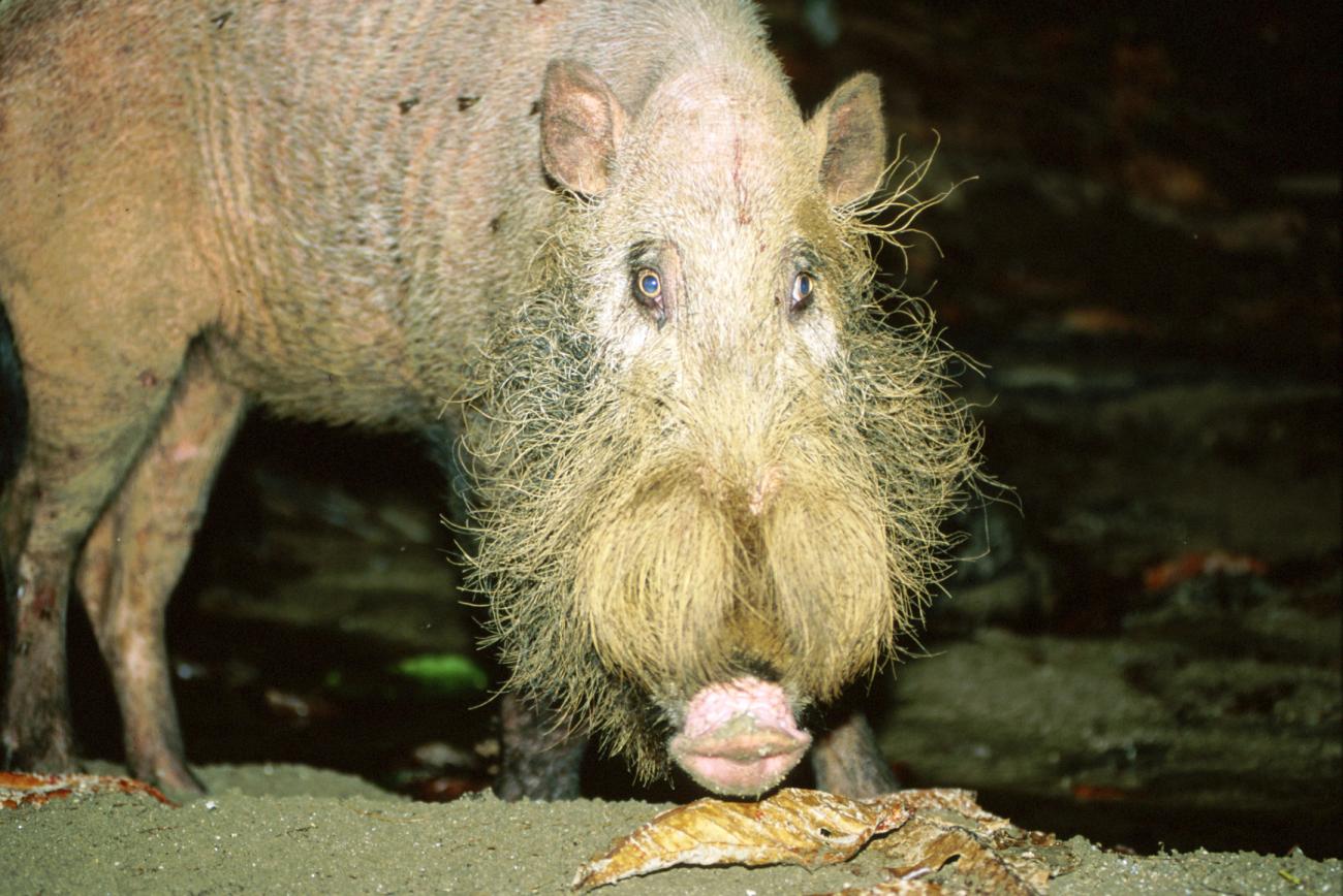a bearded pig is captured at night, at Bako National Park, in Kuching, Sarawak, Borneo.