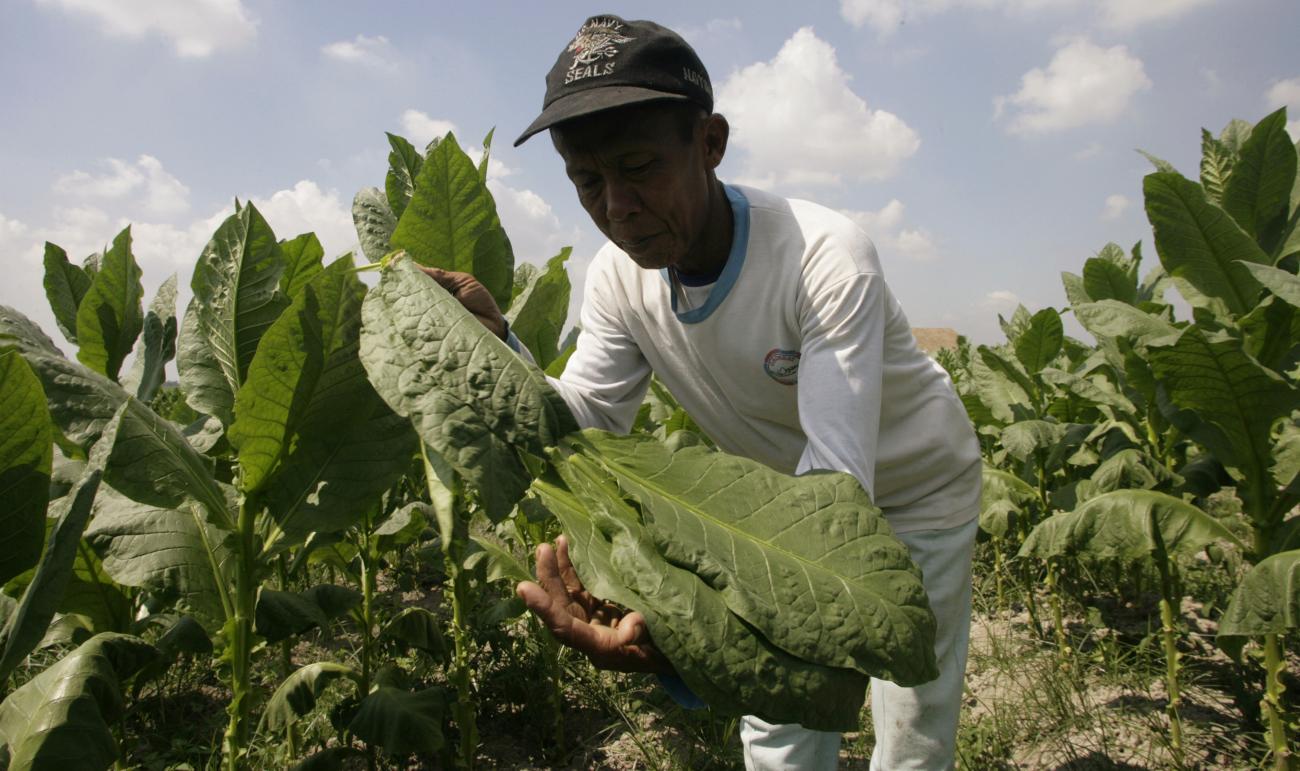 A worker collects tobacco leaves during a harvest at a state plantation company.