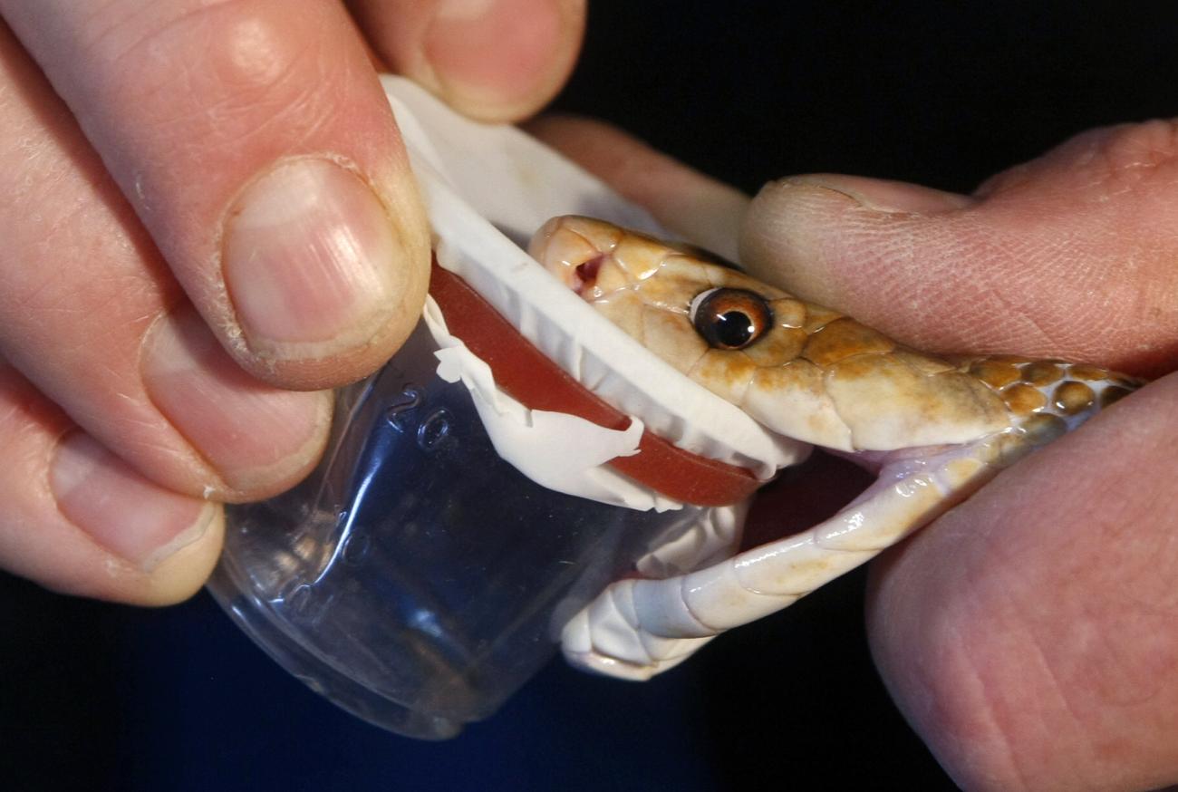 A man milks a coastal taipan for its venom.