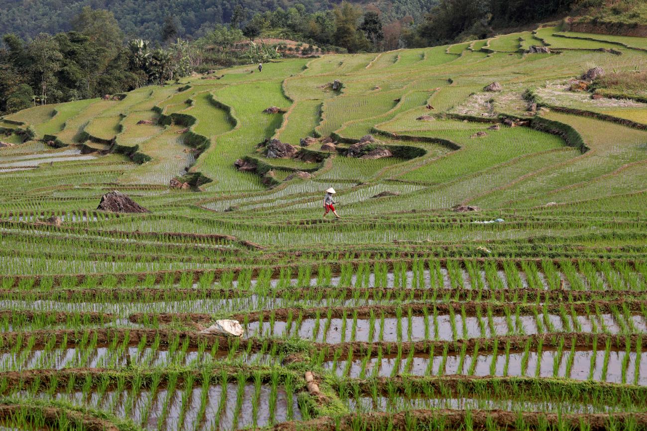 A Thai farmer works on her terraced rice field.