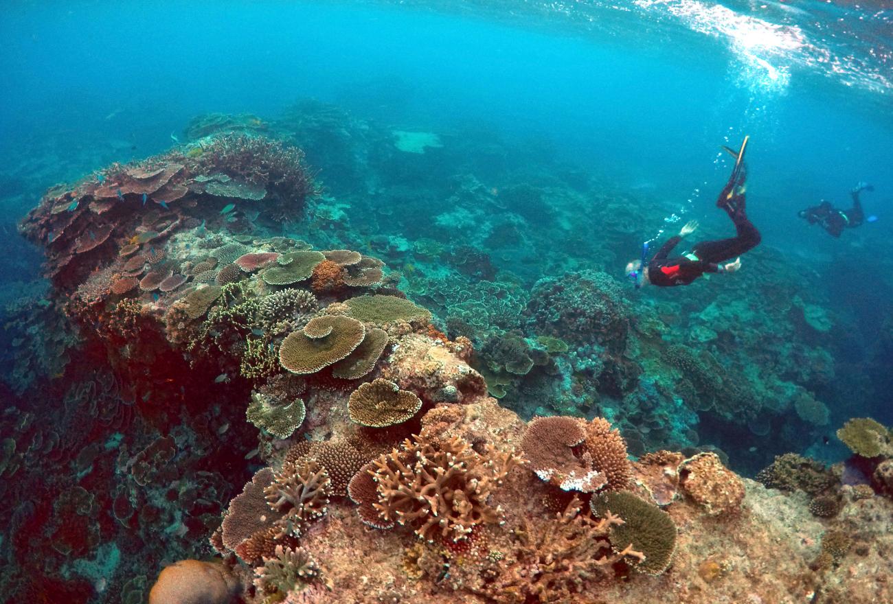 People snorkel in the Great Barrier Reef region for the Queenlsand Parks and Wildlife Service, during an inspection of the reef's condition in an area.
