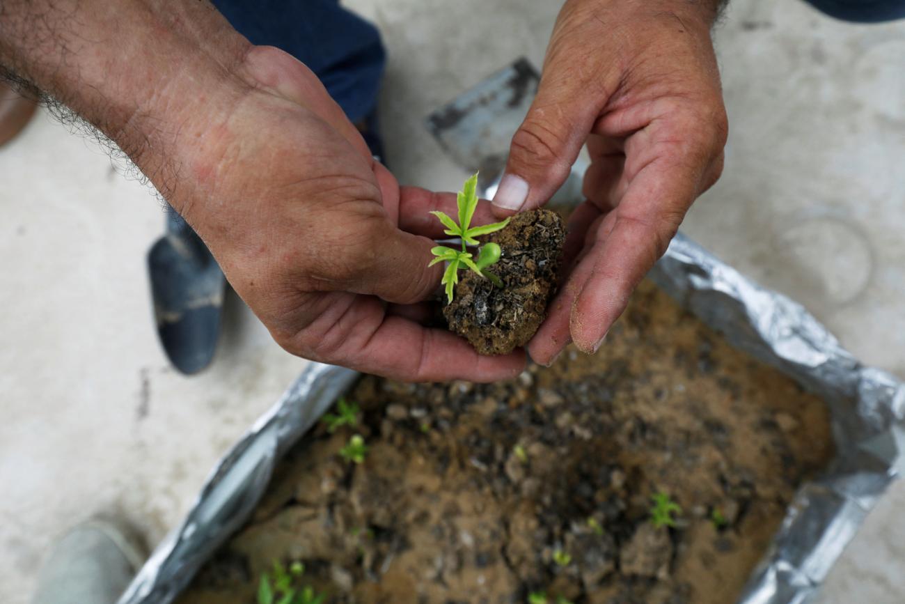 A man holds a seedling in his hands.