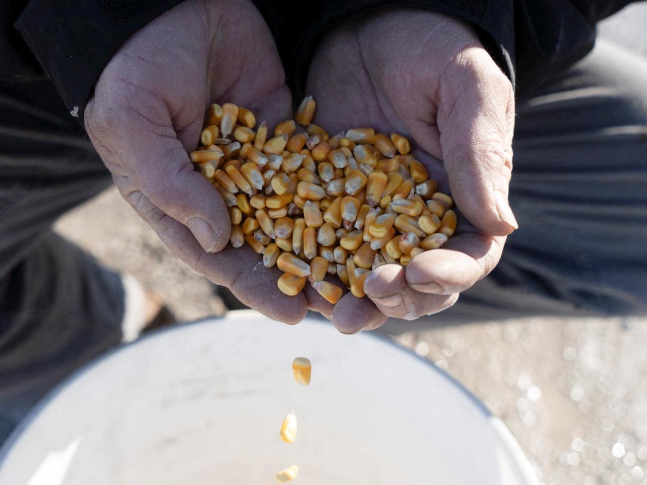 Corn falls out the hands of Farmer Dan Henebry.