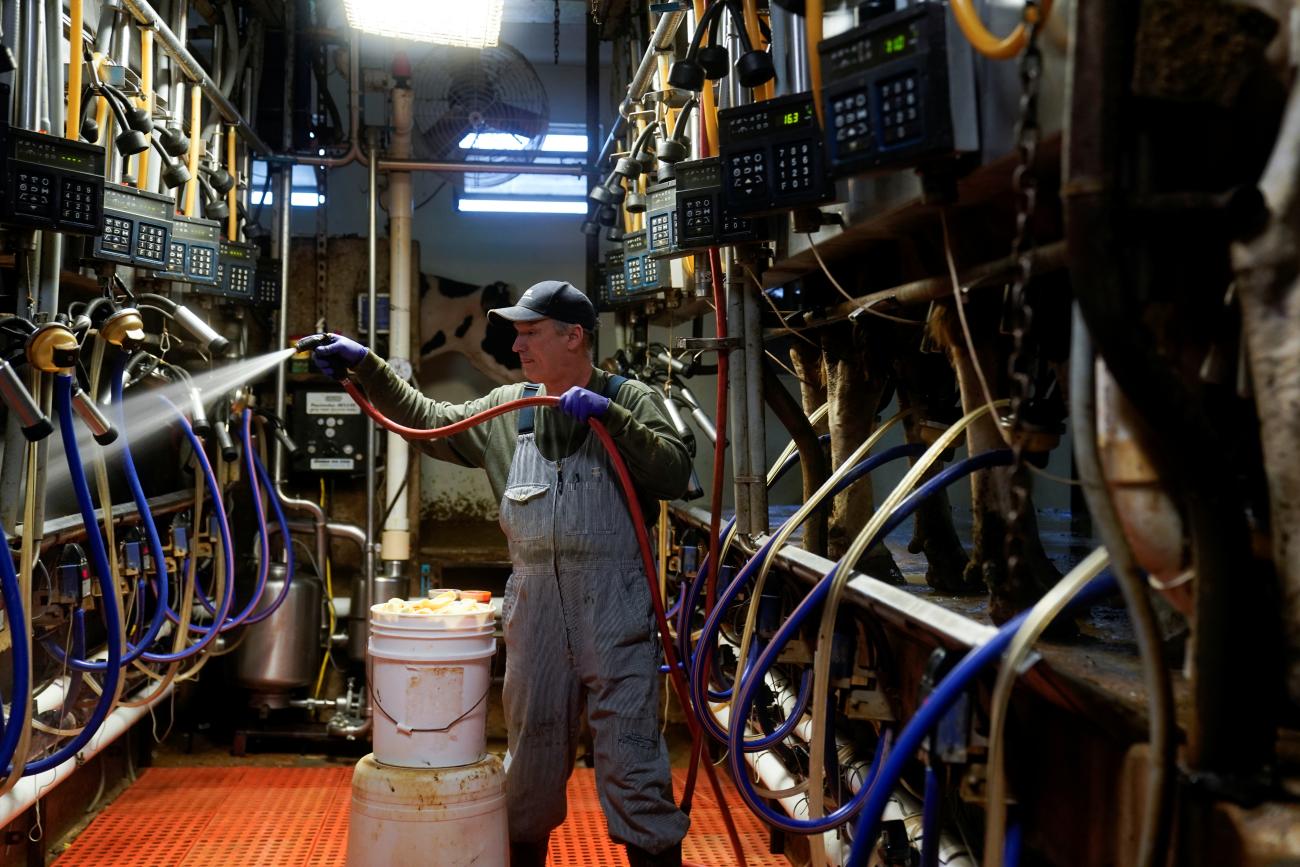 Alfred Brandt milks his Holstein cows on his dairy farm.