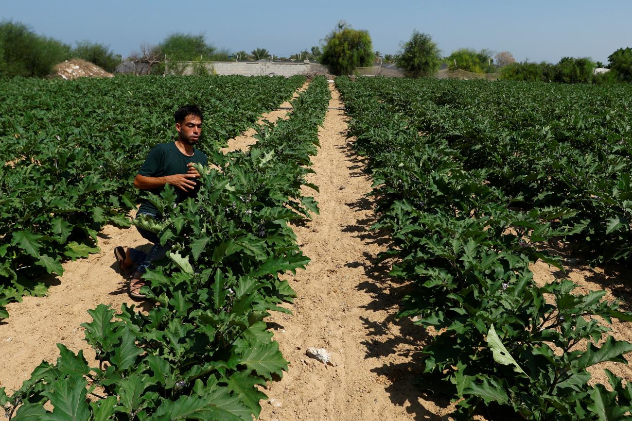 A Palestinian farmer works inside farmland.