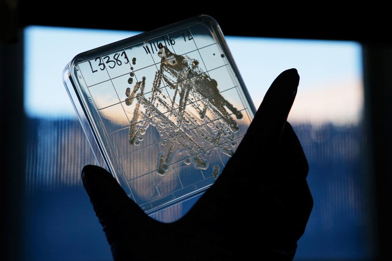 Amy Spoering, Director of Biological Research at the biotech NovoBiotic Pharmaceuticals, holds up a sample of the bacterium Eleftheria terrae, the basis for the promising new antibiotic Teixobactin, at NovoBiotic's labs in Cambridge, Massachusetts, U.S., November 22, 2016.