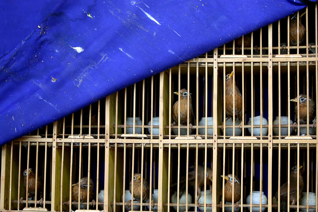 Seized wild birds are seen inside a cage following a bust on illegal wildlife trade, in Kunming, Yunnan province, China, on July 9, 2018.