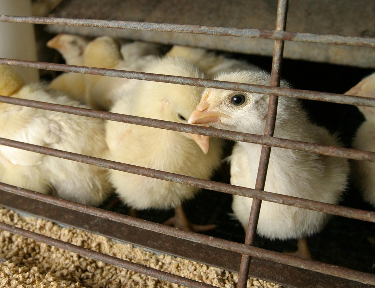 Chicks free of bird flu await purchase in feed and farm supply store, in Houston, Texas, on February 24, 2004.