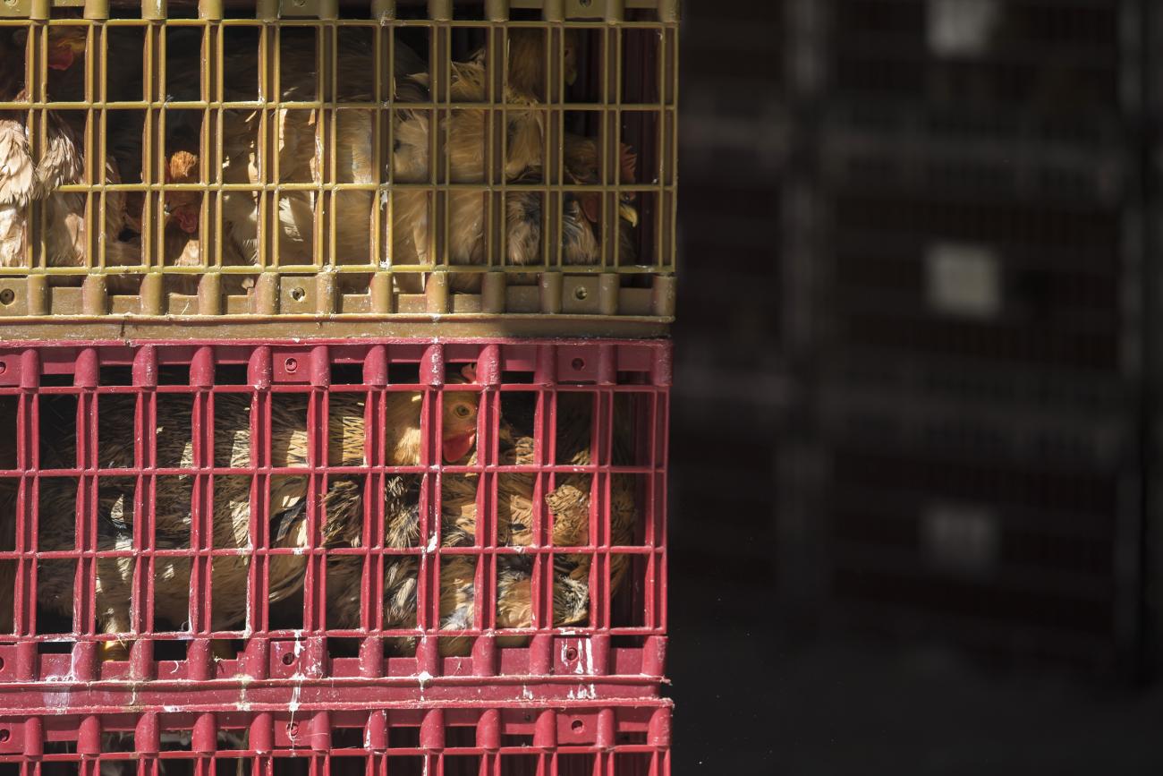 Chickens look out from a cage at a wholesale poultry market in Hong Kong December 31, 2014.