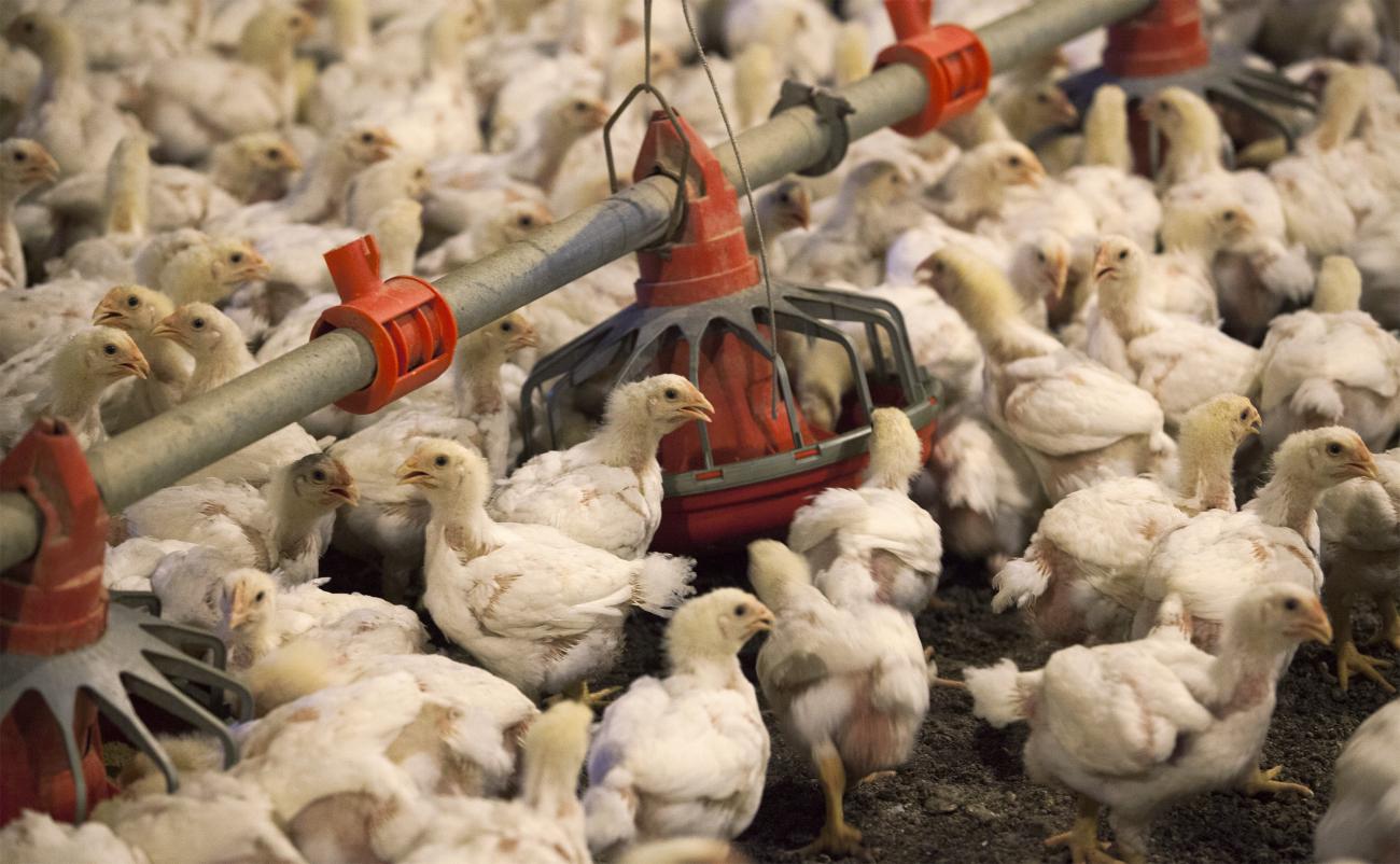 Chickens eat from a row of feed bins at C&A Farms, in Fairmont, North Carolina, on June 10, 2014.
