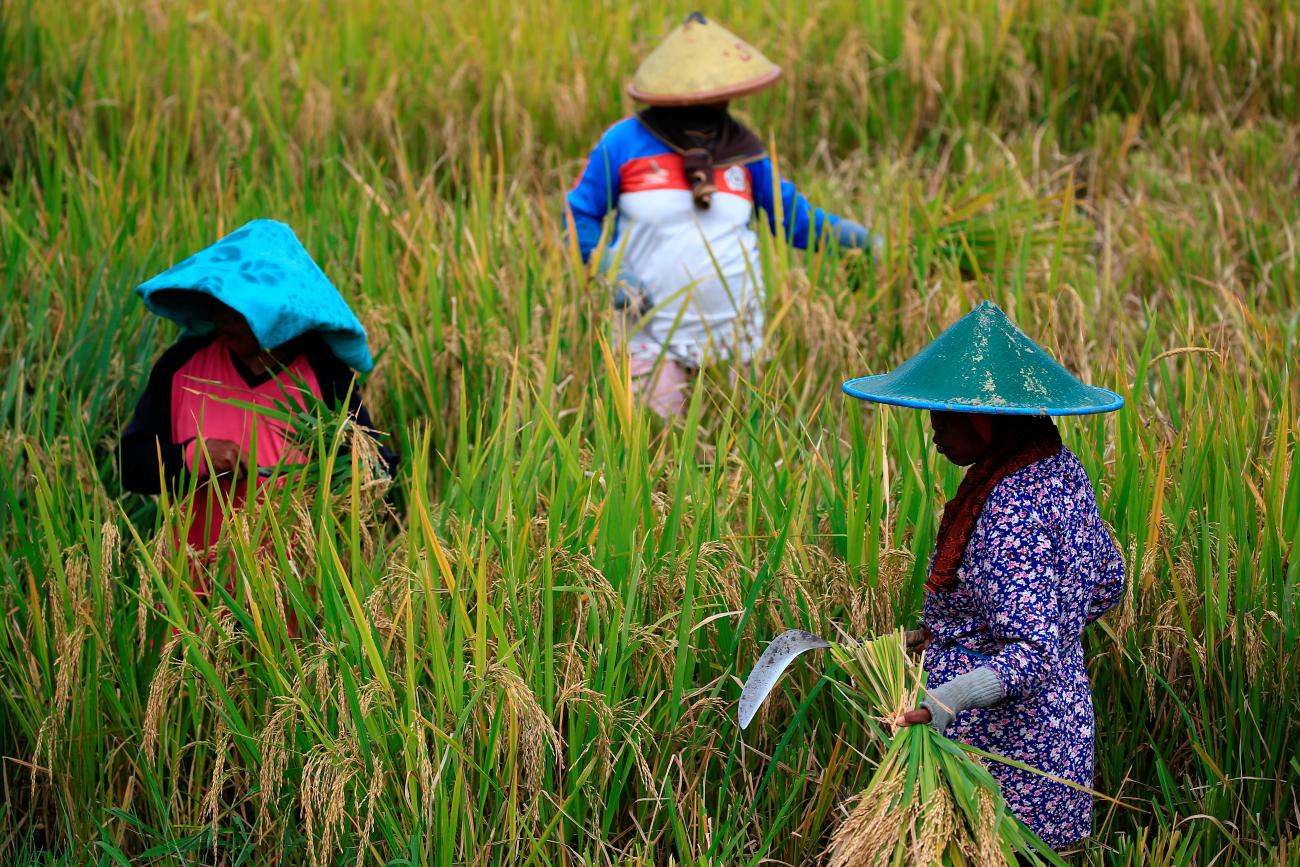 Farmers collect paddy during harvest day at a rice field, in Candipuro district, Lumajang, East Java province, Indonesia, on December 9, 2021. 