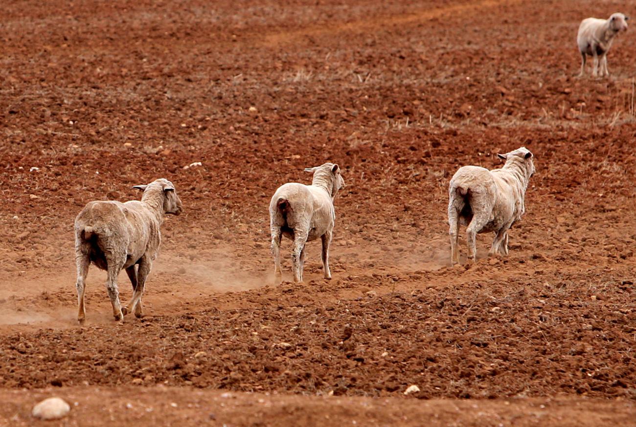 Sheep walk across a paddock in the drought-effected area, near Cowra in western New South Wales, on May 1, 2005.