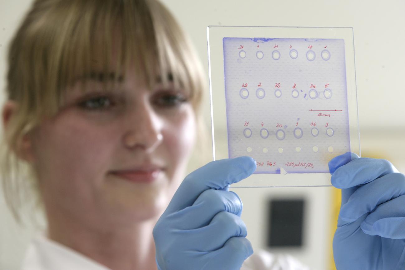 An employee of the Paul-Ehrlich Institut, holds up a test for the efficiency of vaccine against H1N1 influenza, in Langen, Germany, on November 20, 2009.