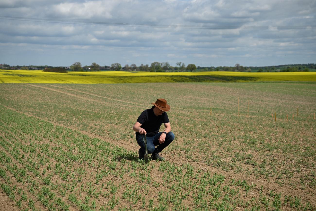 Stefan Bernickel kneels and looks at pea and chickpea plants on his field, which were planted as an adaptation measure for climate change, in Gramzow, Germany, on April 29, 2025.