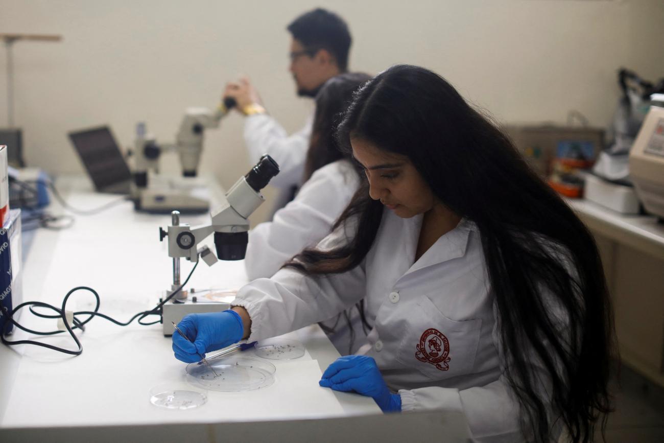 A researcher from the health and development research center of the University of El Salvador works in a laboratory to detect the dengue in mosquitoes, in San Salvador, El Salvador, on July 9, 2024.
