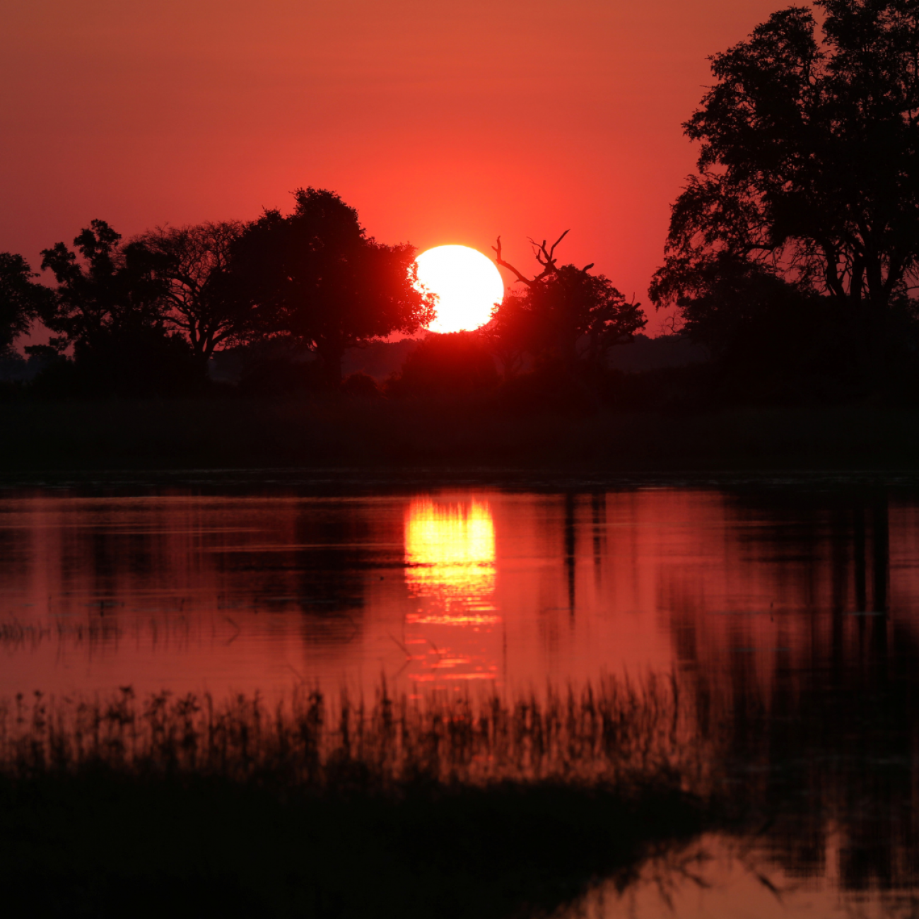 A brilliant orange-red sunset shimmers over the water and trees of tthe Okavango Delta, Botswana, on April 25, 2018. 