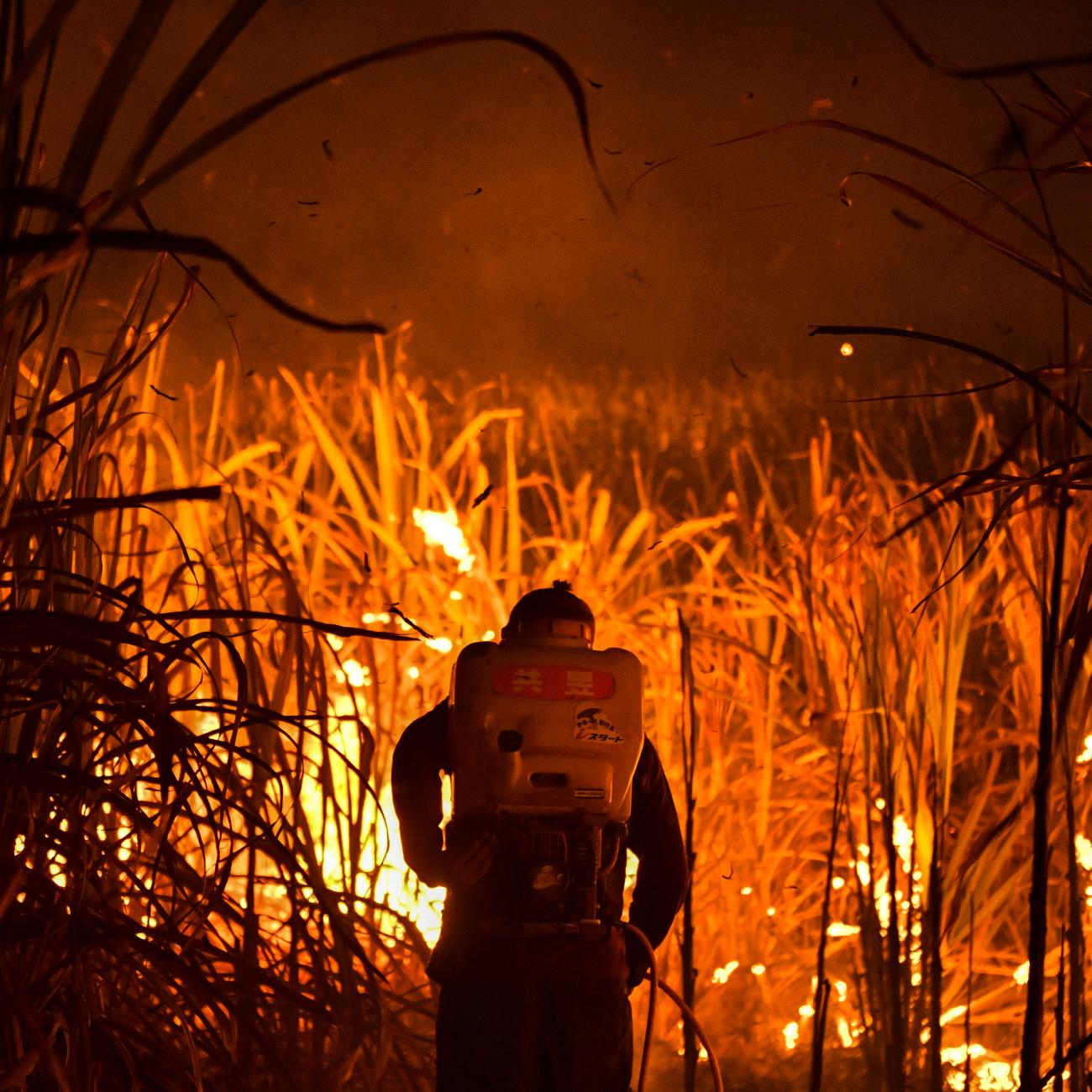 A farmer burns a sugar cane field at night as local growers try to avoid arrest by authorities who banned on the practice to curb smog in Suphan Buri province, Thailand, on January 20, 2020.