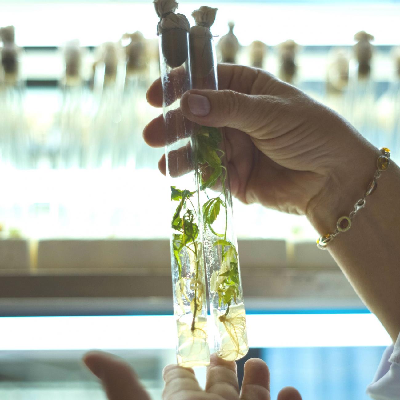 A Ukrainian scientist holds plant shoots in test tubes in her laboratory in Hlukhiv, Ukraine