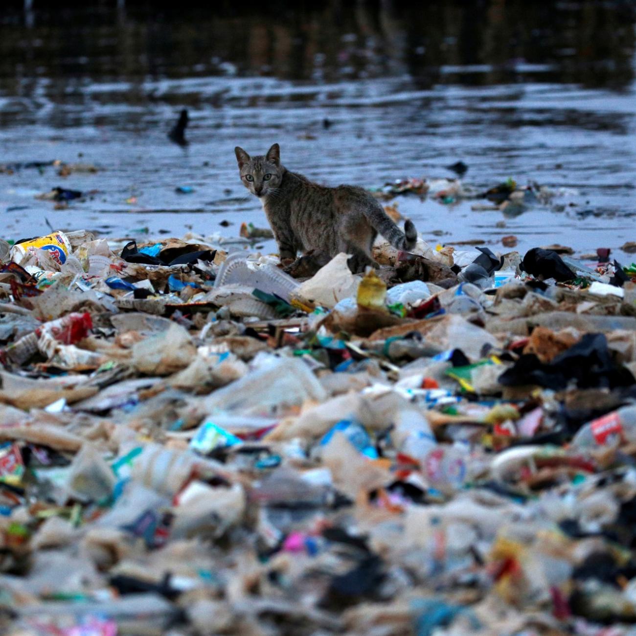 a cat sits on top of a pile of plastic waste