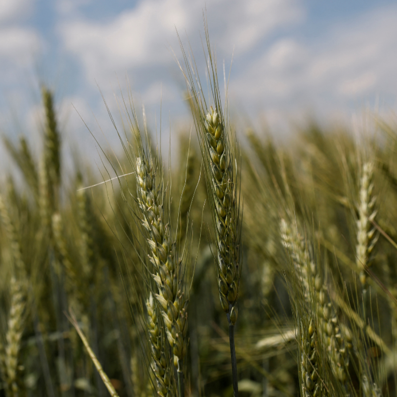 A close up image of a field of winter wheat growing outside Bashtanka, in the Mykolaiv region of Ukraine, on June 9, 2022