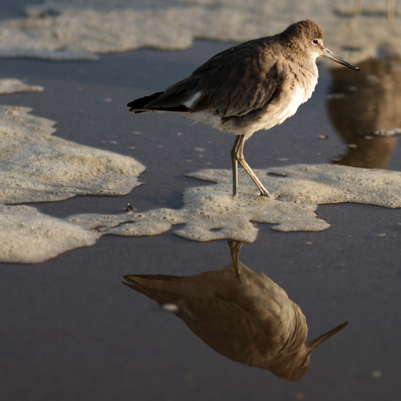 A brown bird with a pale chest stands in a foam patch of polluted water in Santa Monica, California, on March 23, 2021. 