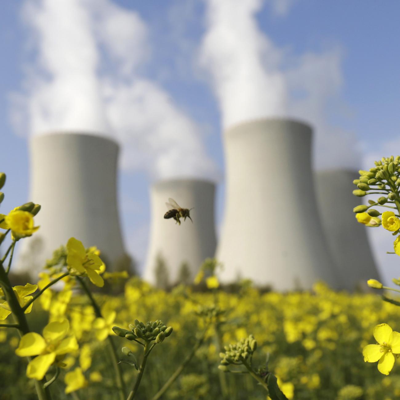 Concrete nuclear reactor towers bellowing pillars of white smoke stand against a blue sky. In the foreground a bee flits between bright yellow flowers atop leafy green stems