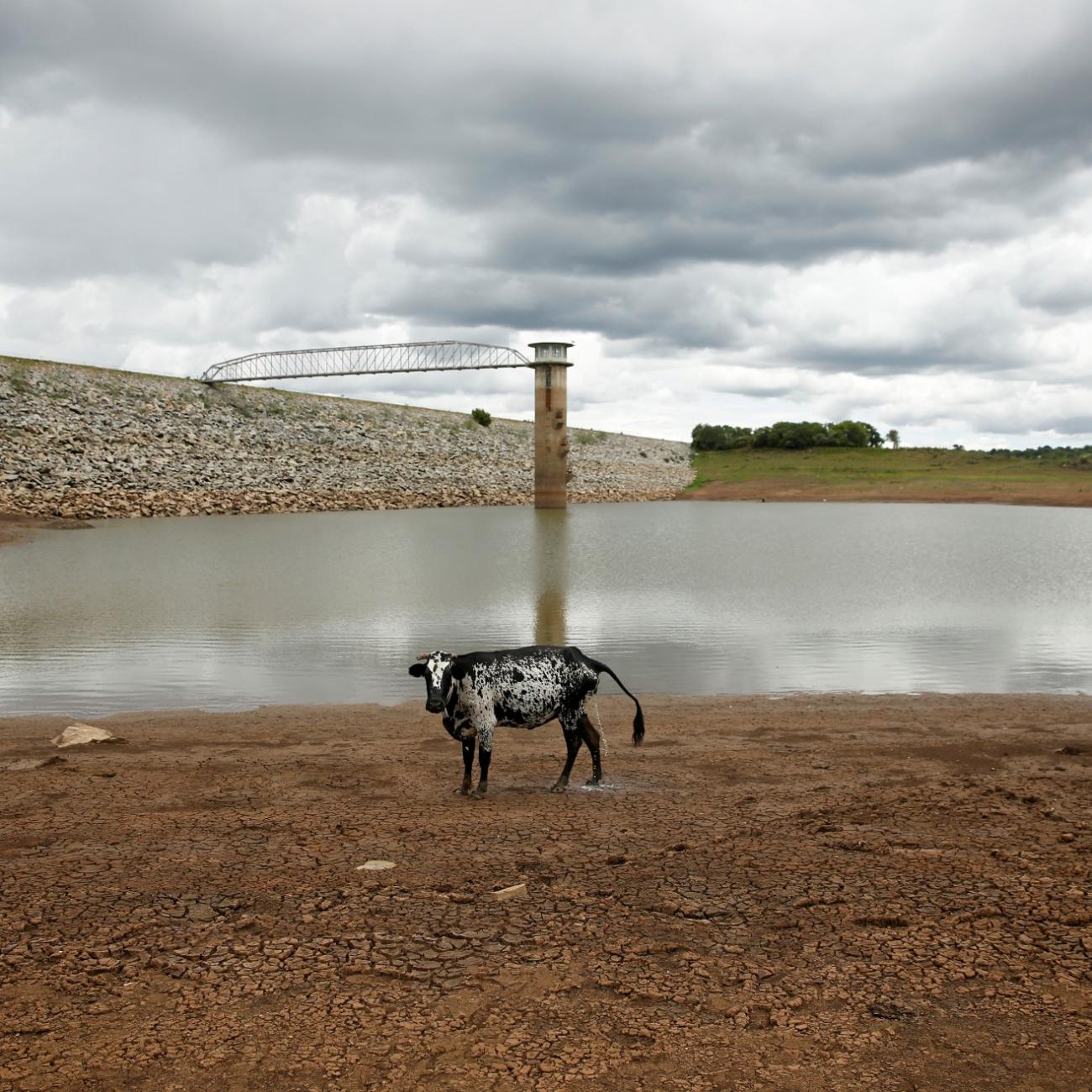 A black and white cow stands on caked and cracked mud before a small patch of muddy, gray water at a dam near Bulawayo, Zimbabwe, on January 18, 2020. 