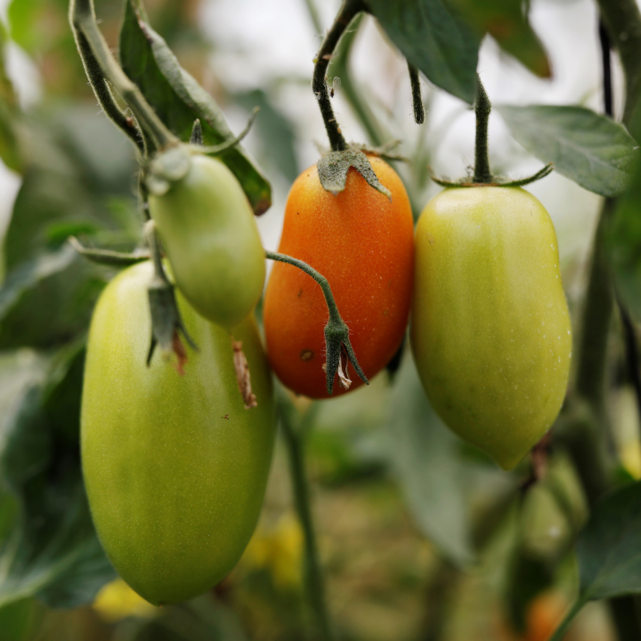 Tomatoes ripen on a vine in a garden in Santa Maria Chiquimula, Guatemala. 