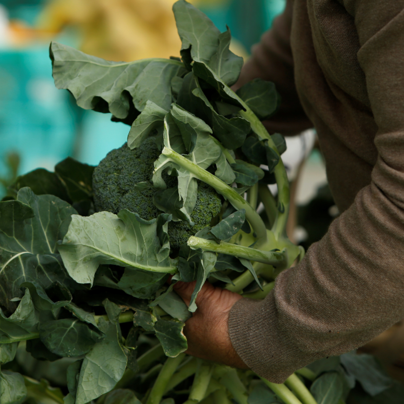 A close-up image of a man's arm in a brown sweater carrying a big armload of leafy broccoli at a farmers market in Ta' Qali, Malta, on February 6, 2018. 