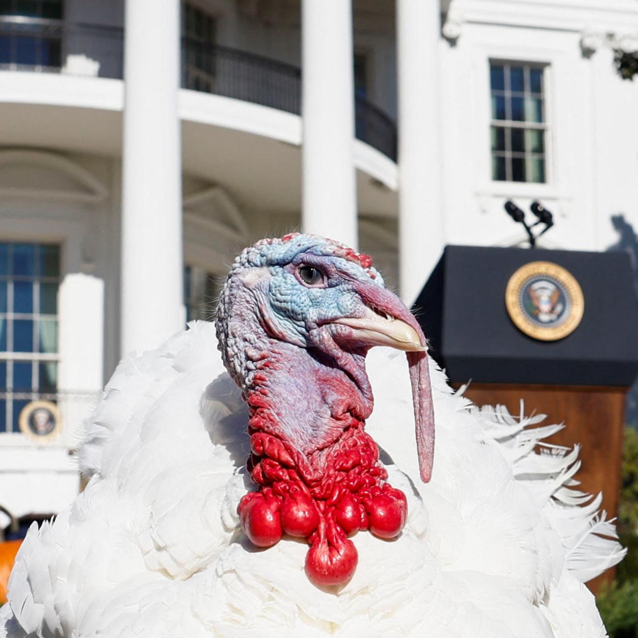 The National Thanksgiving Turkey stands on the South Lawn of the White House in Washington, U.S., November 21, 2022.