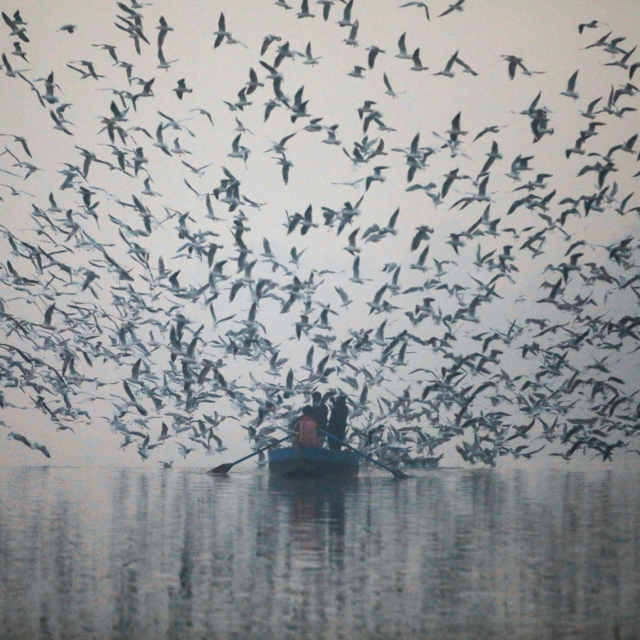 Dozens of seagulls swoop down to grab food from people in a small boat on the Yamuna River, on a smoggy morning in New Delhi, India, on November 18, 2021. 
