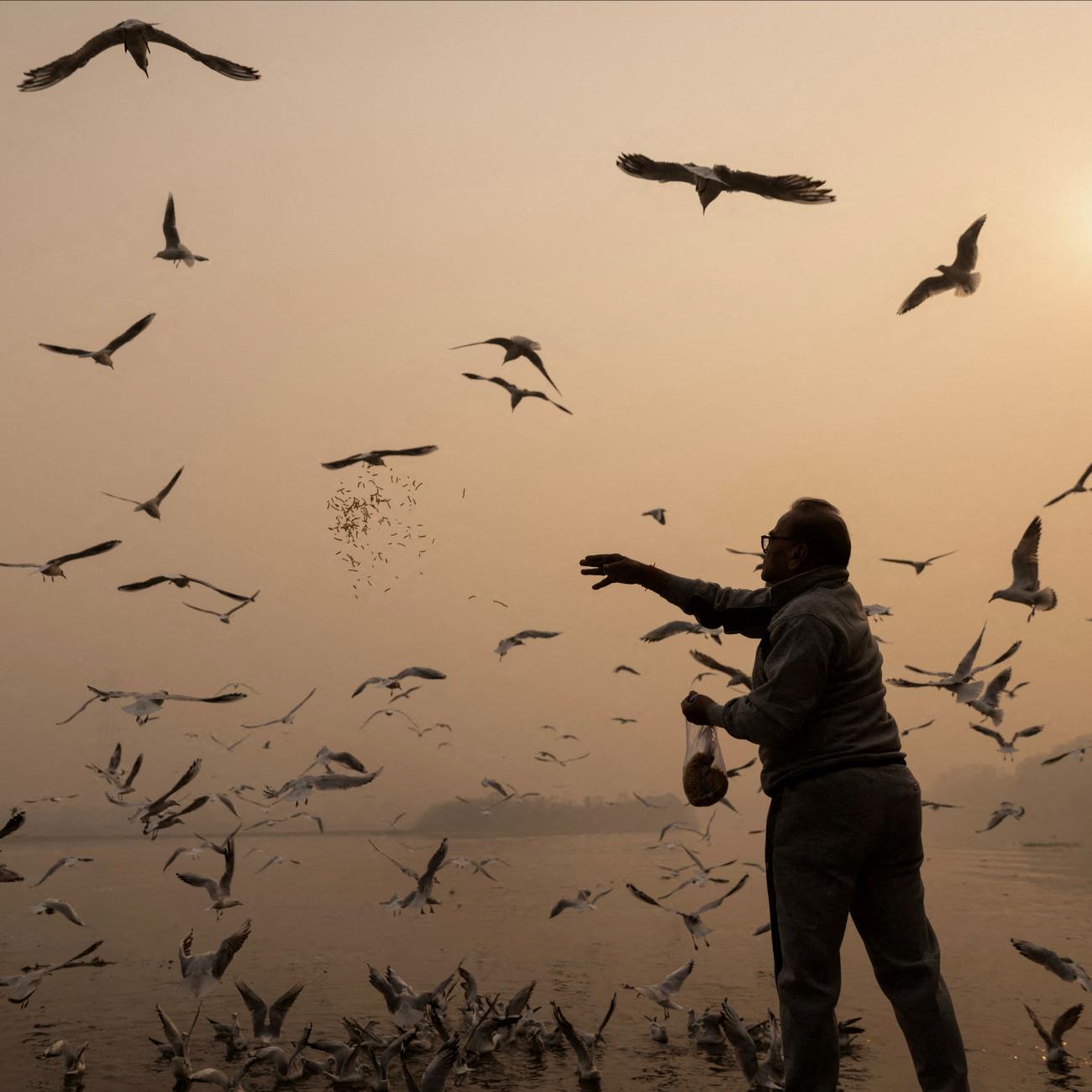 DOCUMENT DATE:  November 04, 2022  A man feeds birds amidst heavy smog on the banks of Yamuna river in the old quarters of Delhi, India, November 4, 2022.