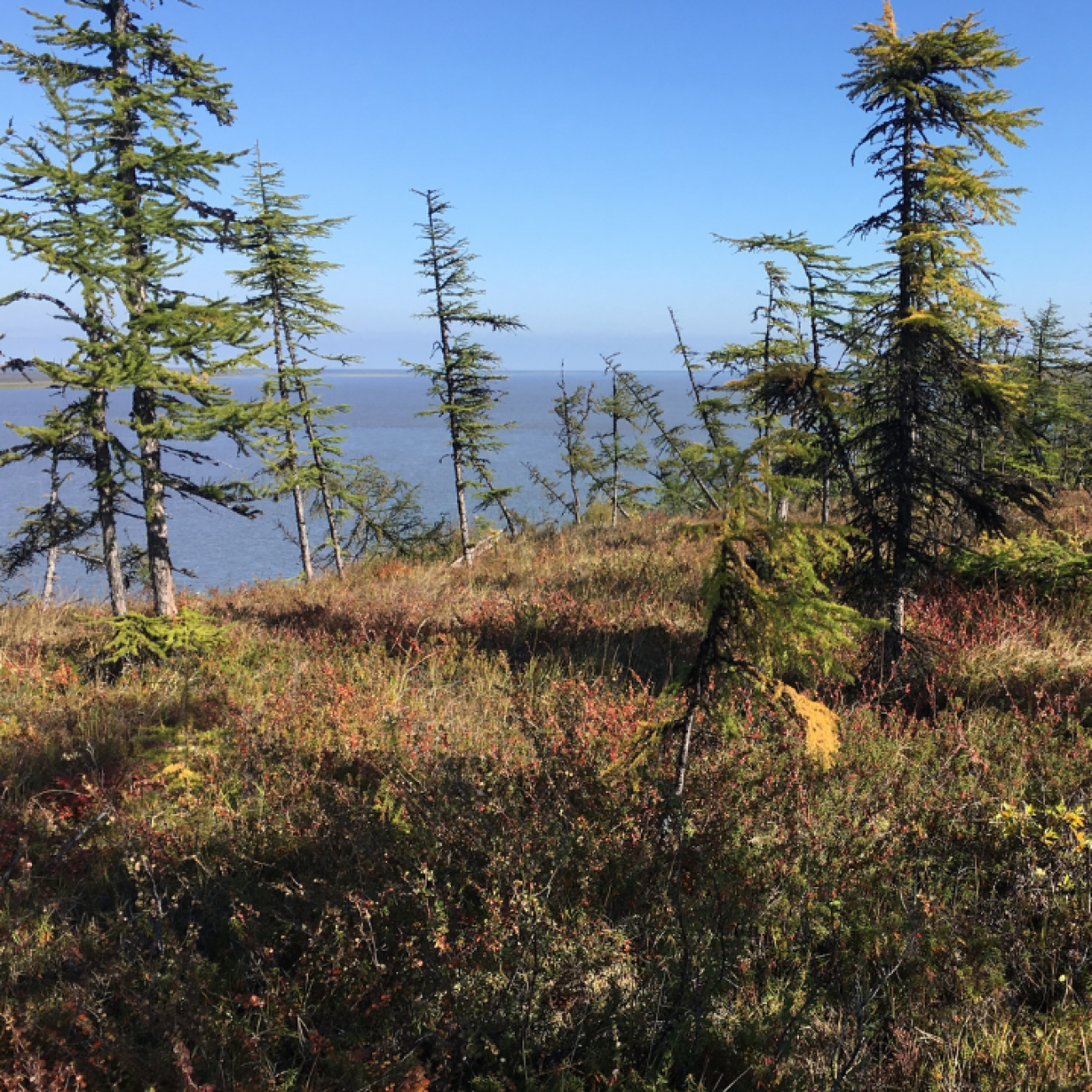 View of pine trees and water from the bank of the Kolyma river at Duvanny Yar (68°39’ N, 159°4’ E), a popular permafrost sampling site, showing the vegetation cover at the end of August 2019. 