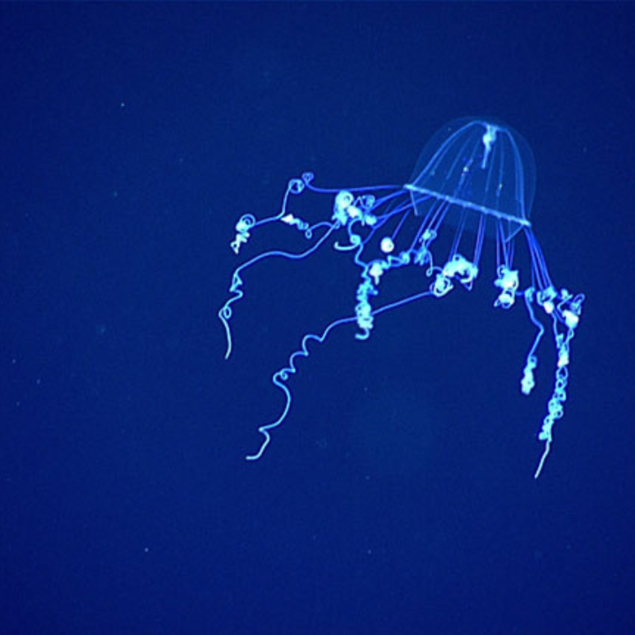 A silky medusa, Colobonema sericeum, its white tentacles against a deep blue background, seen during a mid-water transect during the third Voyage to the Ridge 2022 expedition. 