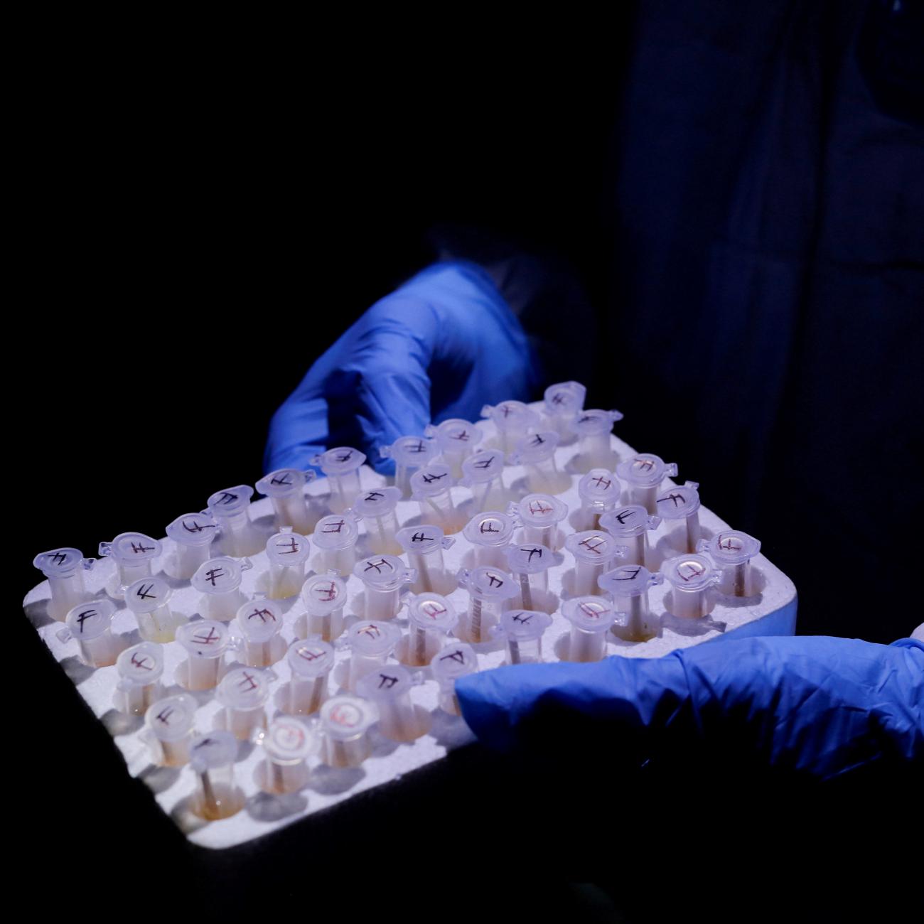 A member of a research team investigating emerging zoonotic diseases holds samples at a bat breeding shed, at Accra Zoo in Accra, Ghana, August 19, 2022. 