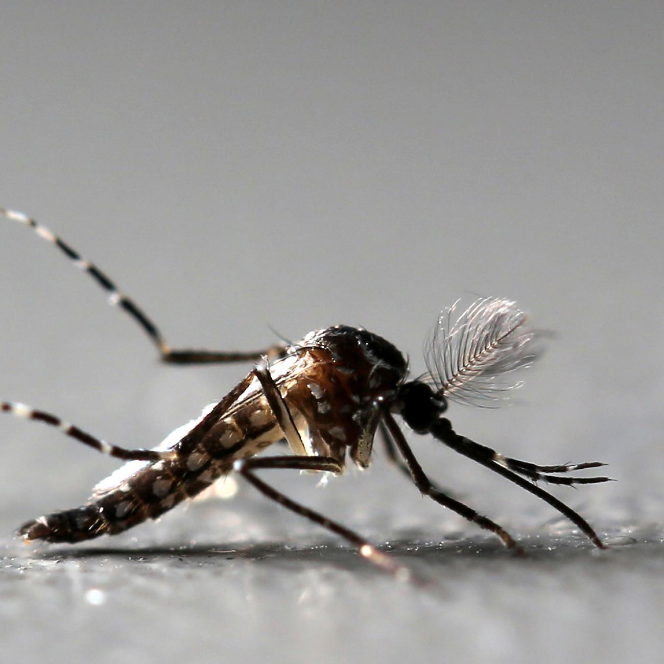Genetically modified male Aedes aegypti mosquito