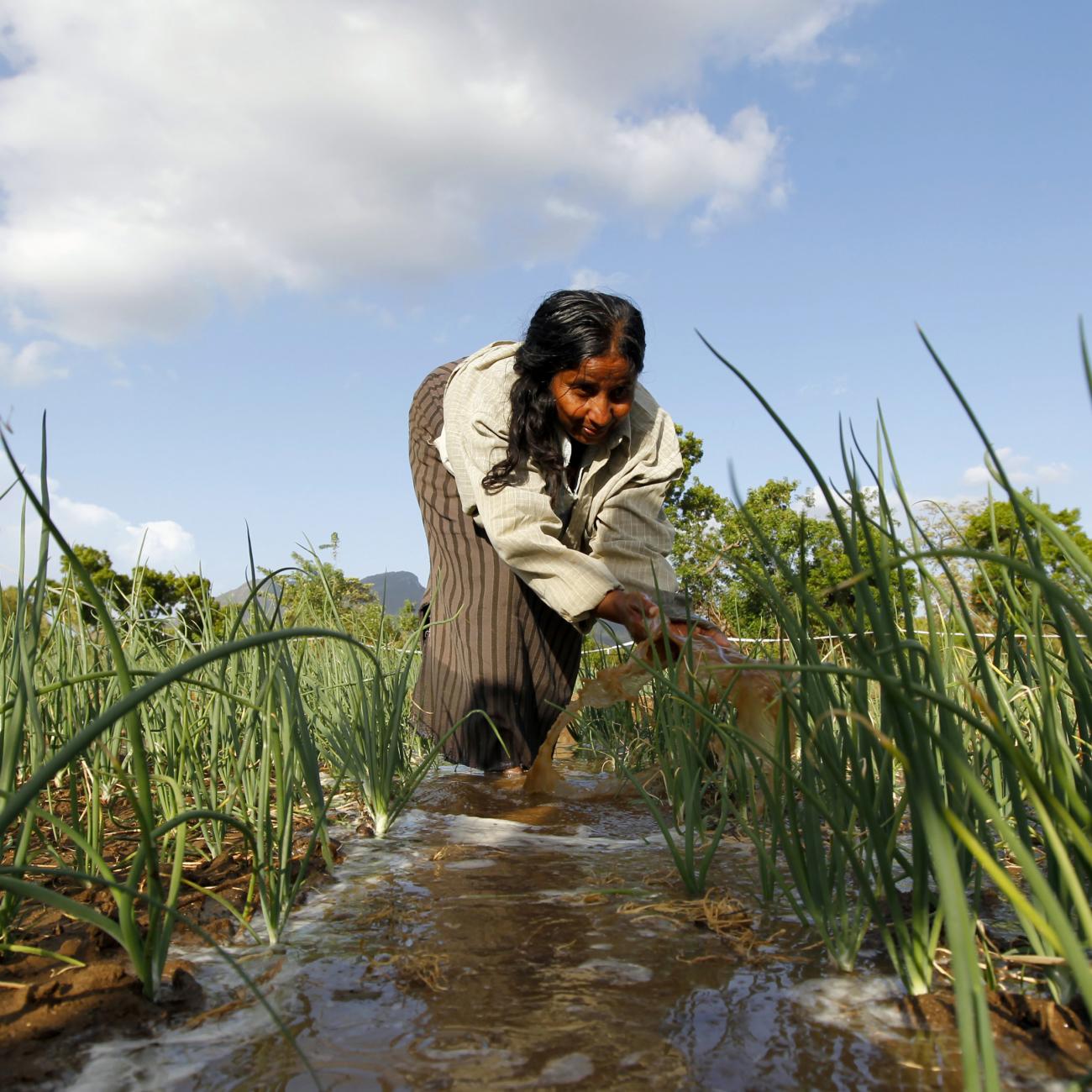 A woman uses her hands to help irrigate a crop of onions in a field.