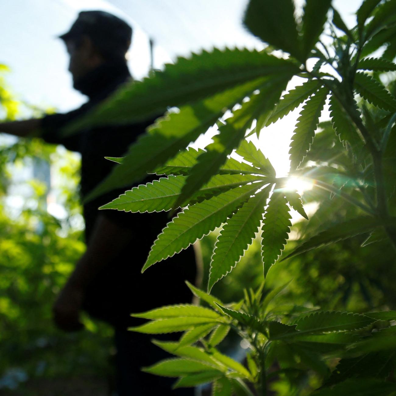 A farmer checks marijuana plants before a harvest festival to showcase farms that have been converted to produce medicinal cannabis.