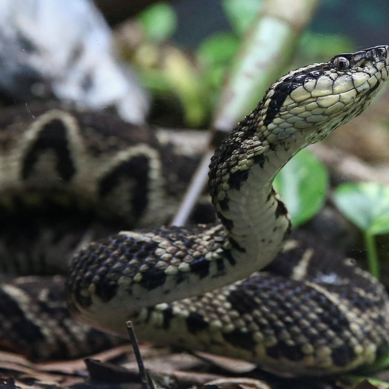 A jararacussu snake is seen at Butantan Institute.