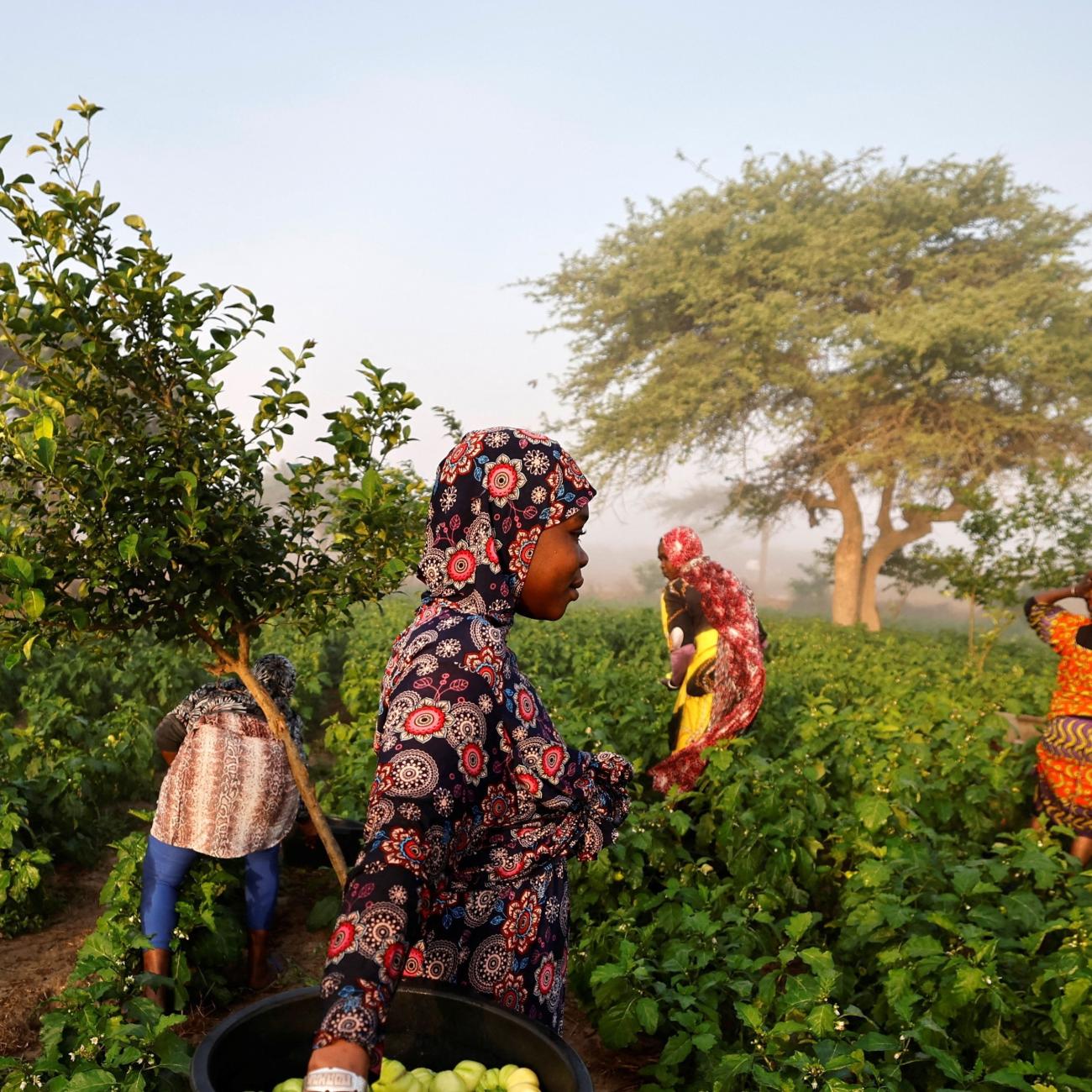 Khoudia Ndiaye carries a container with eggplants she freshly harvested for the market.