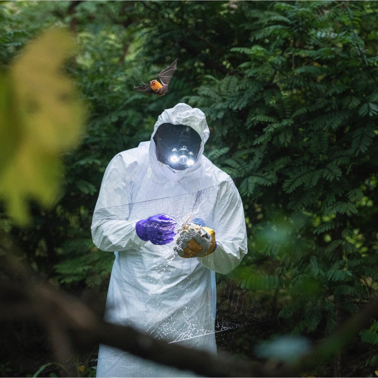 A field ecologist with the USAID-funded PREDICT Ebola Host Project uses mist netting to capture and study bats, an animal host species of the zoonotic Ebola virus. 