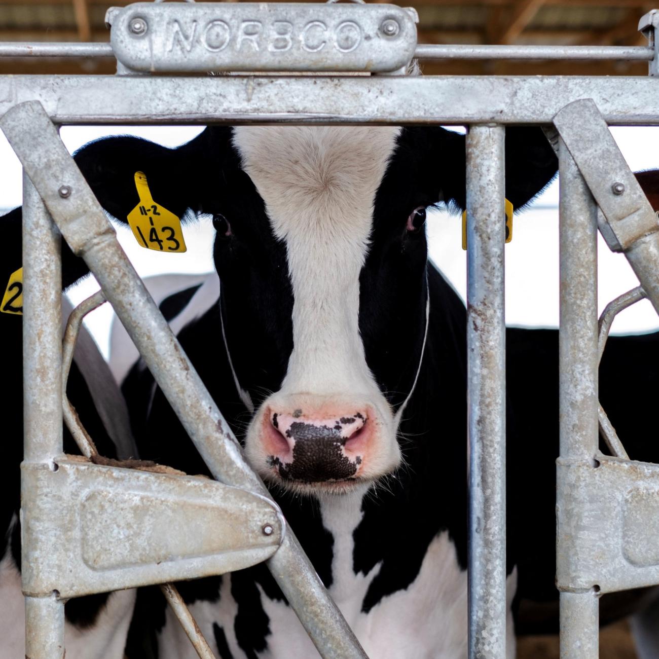 Dairy farmer Brent Pollard's cows stand in their pen at a cattle farm.