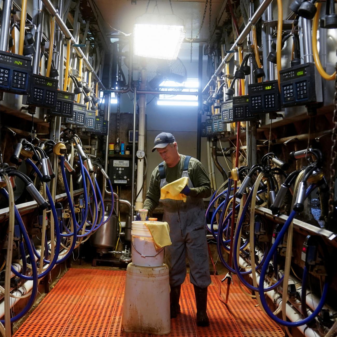 fred Brandt milks his Holstein cows on the dairy farm