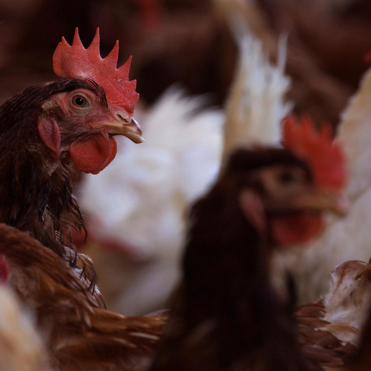 Cage-free chickens are shown inside a facility at Hilliker's Ranch Fresh Eggs.