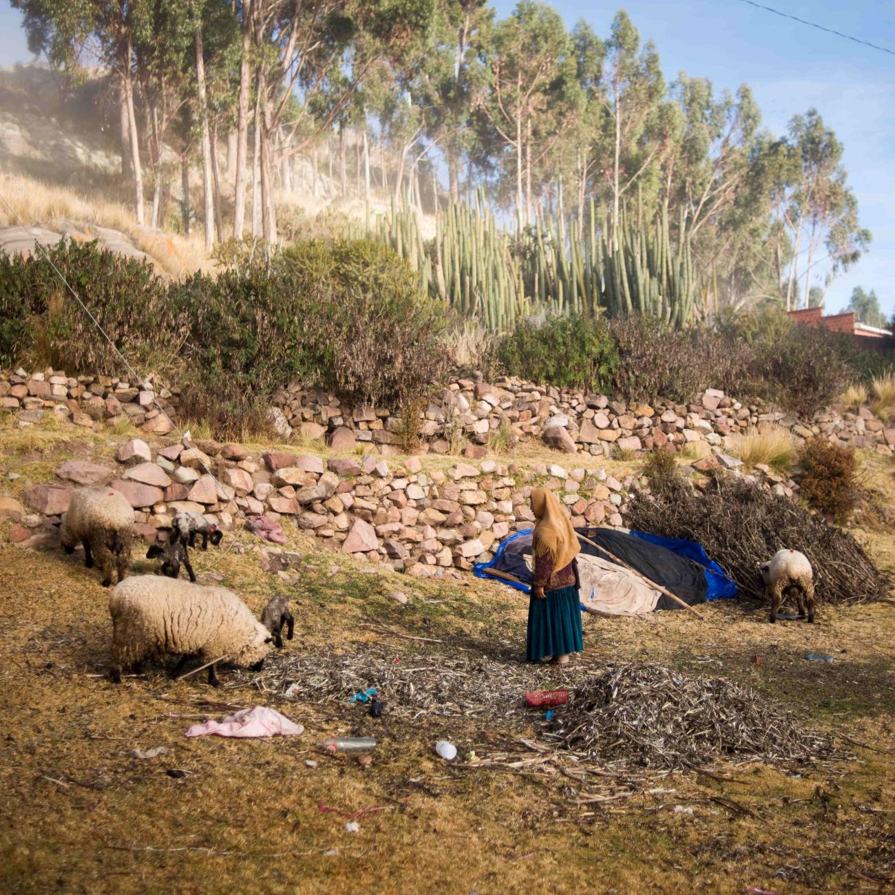 A woman feeds her cattle in Qewaya village, Lake Titicaca, Bolivia, July 4, 2018.
